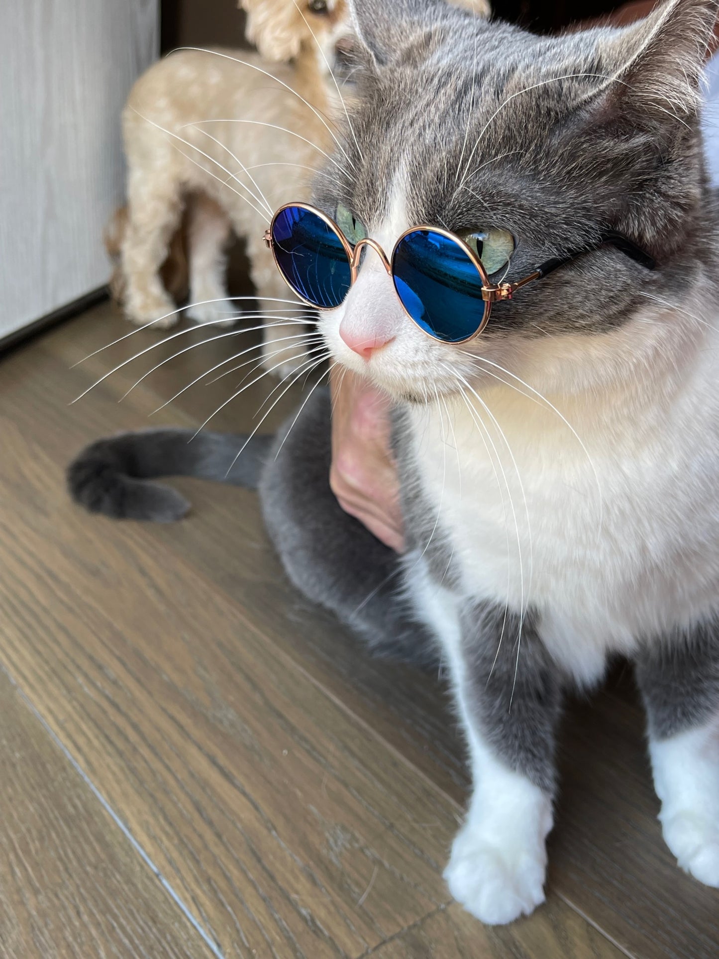 Pet sun glasses