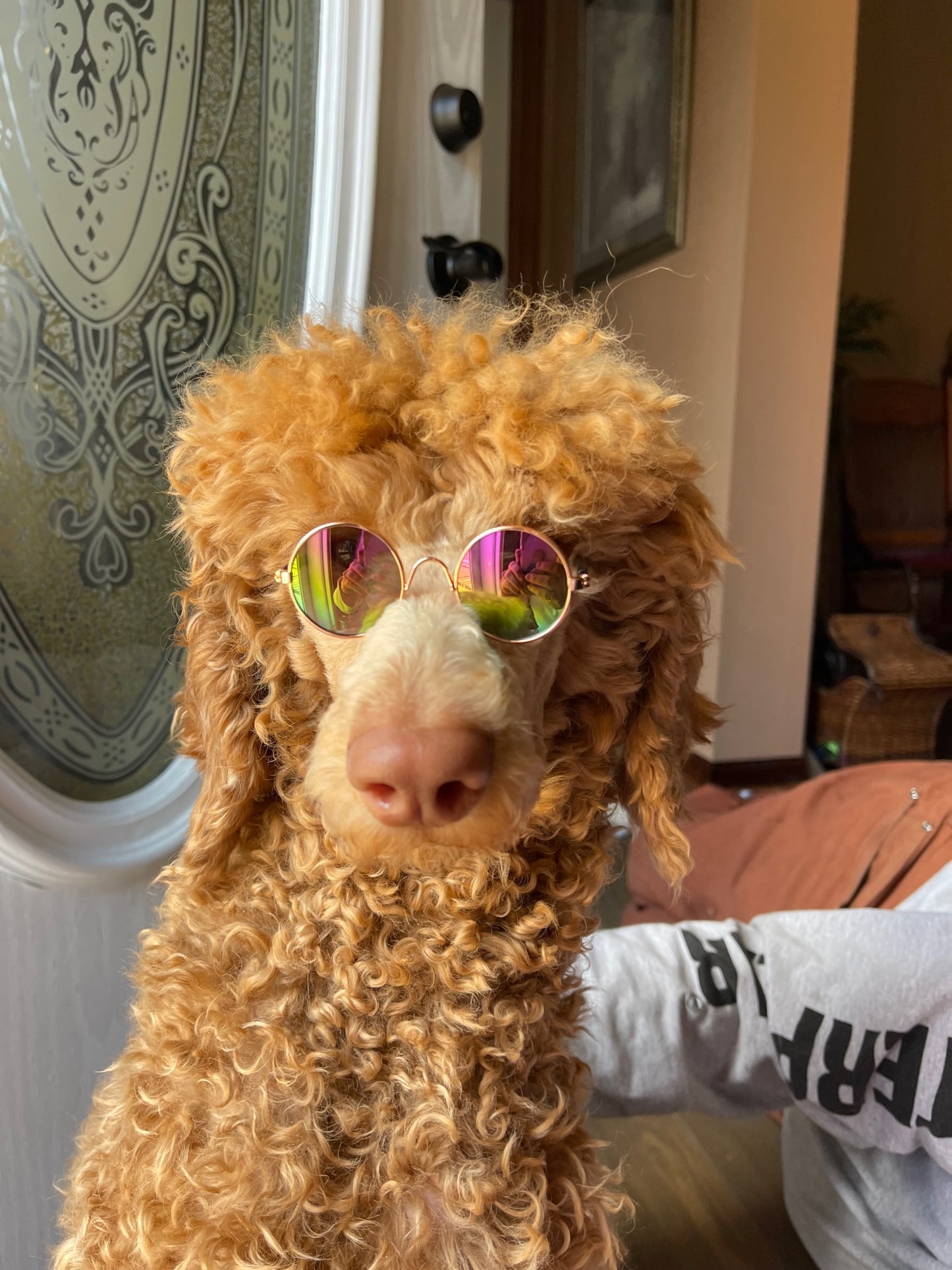 Pet sun glasses