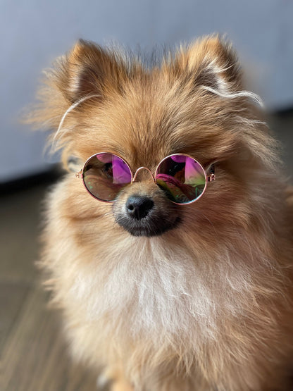 Pet sun glasses